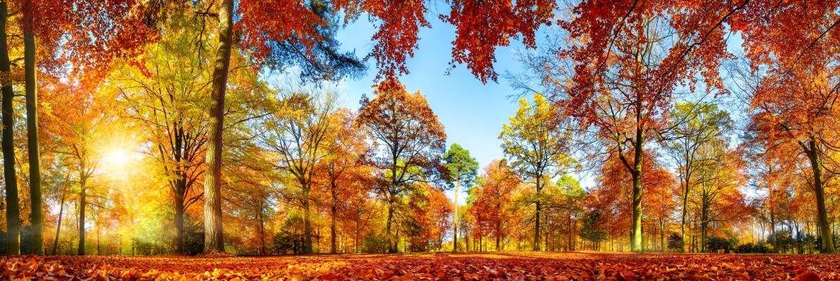Herbst - Herbstmotive laden zum Fotografieren ein